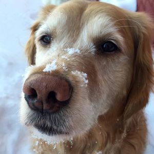 Meet your Posher, Virginia